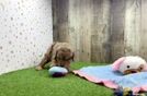 Meet Camden - our Cavapoo Puppy Video