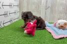 Mini Doxiedoodle Pup Being Cute