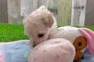 Cute Maltipoo Baby