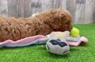 Smart Cavapoo Poodle Mix Pup