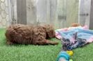 Friendly Cavapoo Baby