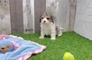 Cavapoo Pup Being Cute