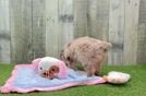Playful Aussiepoo Poodle Mix Puppy