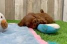 Playful Mini Groodle Poodle Mix Puppy