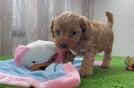 Popular Cavapoo Poodle Mix Pup