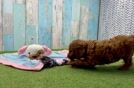 Adorable Golden Retriever Poodle Mix Poodle Mix Puppy