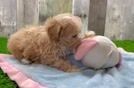 Maltipoo Pup Being Cute