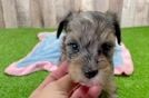 Adorable Maltese Purebred Puppy