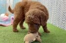 Meet Wren - our Mini Goldendoodle Puppy Video