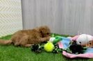 Mini Goldendoodle Puppy for Adoption