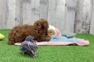 Hypoallergenic Poodle Baby