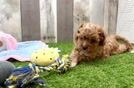 Cavapoo Puppy for Adoption