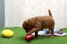 Meet Wren - our Mini Goldendoodle Puppy Video