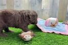 Cockapoo Pup Being Cute