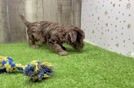 Little Havadoodle Poodle Mix Puppy