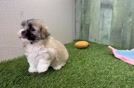 Funny Teddy Bear Designer Pup