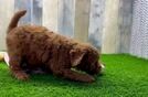 Friendly Mini Goldendoodle Baby
