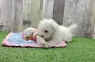 Cute Maltese Purebred Pup