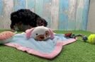Yorkshire Terrier Puppy for Adoption