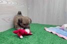 Friendly Shorkie Baby