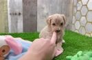 Maltipoo Puppy for Adoption