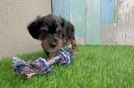 Hypoallergenic Yorkie Doodle Poodle Mix Puppy