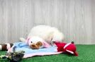Best Maltese Baby