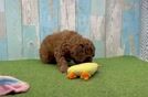 Small Cavapoo Baby