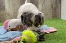 Meet Vanessa - our Cavapoo Puppy Video