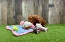 Happy Mini Goldendoodle Baby