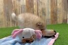 Funny Pomeranian Purebred Pup