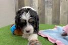 Cute Mini Bernedoodle Baby