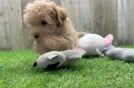 Funny Maltipoo Poodle Mix Pup
