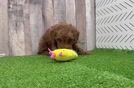 Little Poodle Purebred Pup