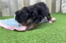 Cute Mini Bernedoodle Baby