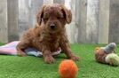 Best Mini Goldendoodle Baby