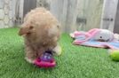 Little Moodle Poodle Mix Puppy