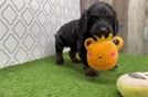 Friendly Cockapoo Baby