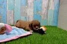 Meet Quincy - our Cavalier King Charles Spaniel Puppy Video