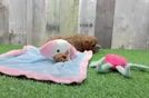 Best Cavapoo Baby