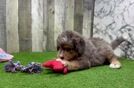 Meet Zeus - our Mini Bernedoodle Puppy Video