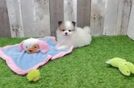 Funny Pomeranian Purebred Pup