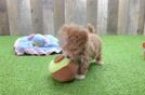 Smart Maltipoo Poodle Mix Pup