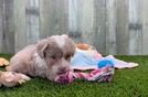 Mini Aussiedoodle Pup Being Cute