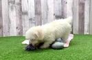 Havanese Puppy for Adoption