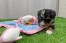Best Mini Bernedoodle Baby