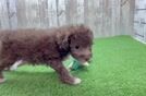 Poodle Pup Being Cute