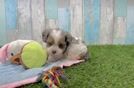 Meet Madonna - our Cavapoo Puppy Video