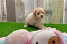 Cute Maltipoo Baby