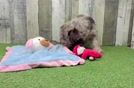 Meet Kassidy - our Mini Labradoodle Puppy Video